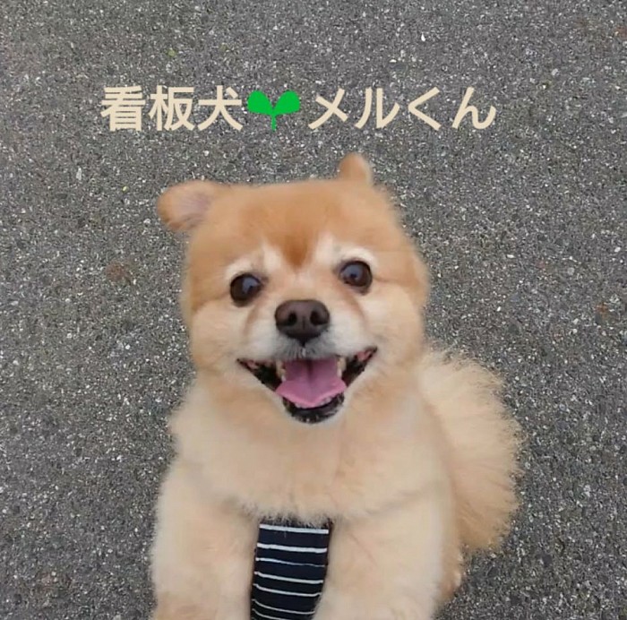 解体のことなら任せて‼️ワン🐾